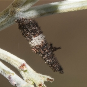 Conoeca or Lepidoscia (genera) IMMATURE at Macgregor, ACT - 24 Oct 2024