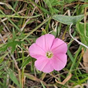 Convolvulus angustissimus subsp. angustissimus at Weetangera, ACT - 23 Oct 2024