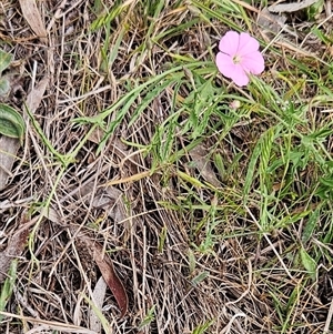 Convolvulus angustissimus subsp. angustissimus at Weetangera, ACT - 23 Oct 2024