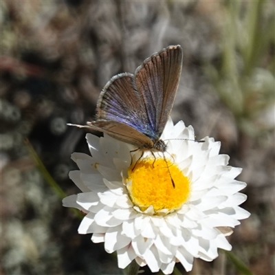 Zizina otis (Common Grass-Blue) at Gundary, NSW - 20 Oct 2024 by RobG1