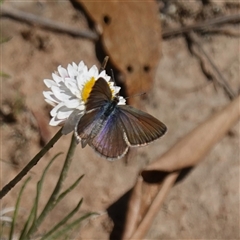 Zizina otis at Gundary, NSW - suppressed