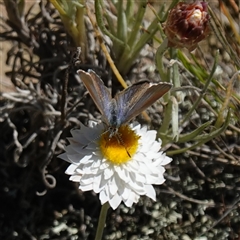 Zizina otis at Gundary, NSW - suppressed