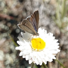 Zizina otis at Gundary, NSW - suppressed