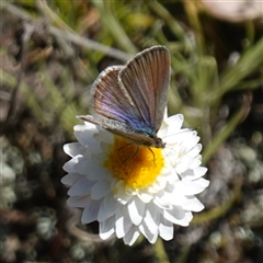 Zizina otis at Gundary, NSW - suppressed