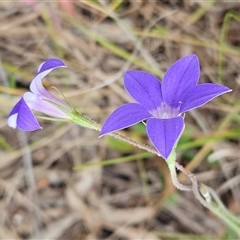 Wahlenbergia stricta subsp. stricta (Tall Bluebell) at Weetangera, ACT - 23 Oct 2024 by sangio7