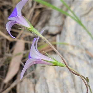 Wahlenbergia stricta subsp. stricta at Weetangera, ACT - 23 Oct 2024 01:59 PM