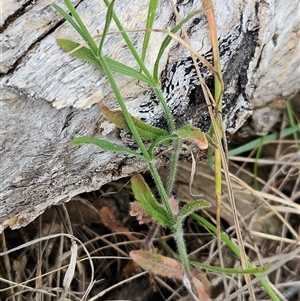 Wahlenbergia stricta subsp. stricta at Weetangera, ACT - 23 Oct 2024 01:59 PM