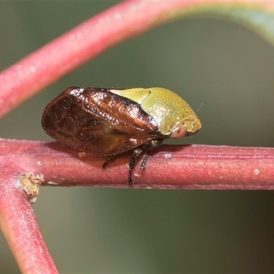 Chaetophyes compacta (Tube spittlebug) at Latham, ACT - 23 Oct 2024 by AlisonMilton