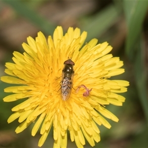 Melangyna viridiceps at Macgregor, ACT - 24 Oct 2024 09:27 AM