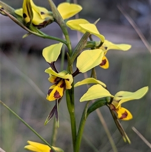 Diuris sulphurea at Lake George, NSW - 24 Oct 2024