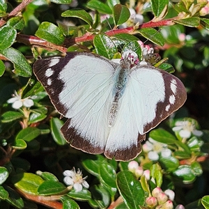 Appias paulina at Braidwood, NSW - 24 Oct 2024