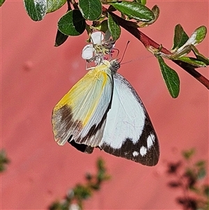 Appias paulina at Braidwood, NSW - 24 Oct 2024