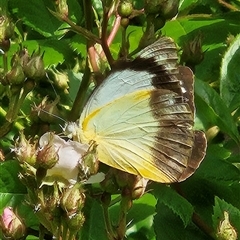 Appias paulina at Braidwood, NSW - 24 Oct 2024