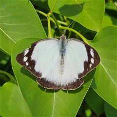 Appias paulina at Braidwood, NSW - 24 Oct 2024