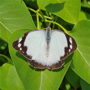 Appias paulina at Braidwood, NSW - 24 Oct 2024