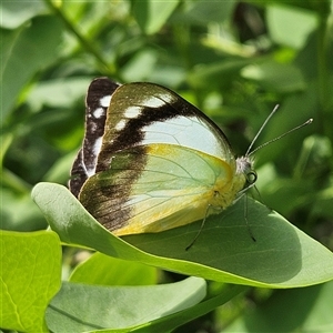 Appias paulina at Braidwood, NSW - 24 Oct 2024