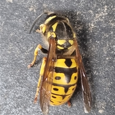 Vespula germanica (European wasp) at Monash, ACT - 24 Oct 2024 by JSWL