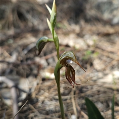 Oligochaetochilus hamatus (Southern Hooked Rustyhood) at Tharwa, ACT - 24 Oct 2024 by BethanyDunne