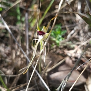 Caladenia parva at Tharwa, ACT - 24 Oct 2024