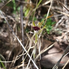 Caladenia parva at Tharwa, ACT - 24 Oct 2024