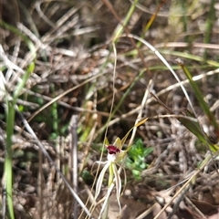 Caladenia parva at Tharwa, ACT - 24 Oct 2024