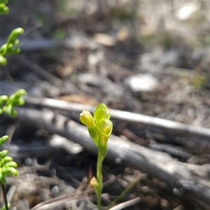 Hymenochilus muticus at Tharwa, ACT - 24 Oct 2024