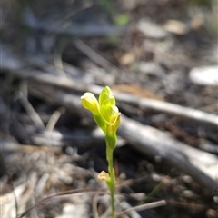 Hymenochilus muticus at Tharwa, ACT - 24 Oct 2024