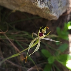 Caladenia parva (Brown-clubbed Spider Orchid) at Tharwa, ACT - 24 Oct 2024 by BethanyDunne