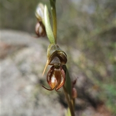 Oligochaetochilus hamatus (Southern Hooked Rustyhood) at Tharwa, ACT - 24 Oct 2024 by BethanyDunne