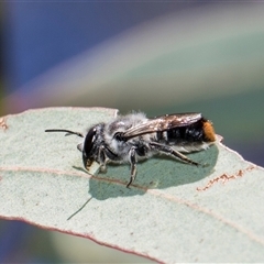 Megachile (Hackeriapis) canifrons at Latham, ACT - 24 Oct 2024 by AlisonMilton