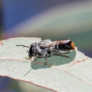 Megachile (Hackeriapis) canifrons at Latham, ACT - 24 Oct 2024 10:49 AM