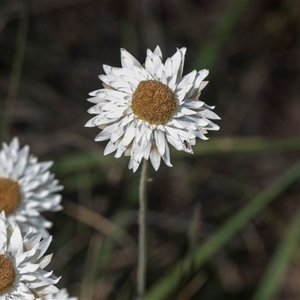 Leucochrysum albicans subsp. tricolor at Latham, ACT - 24 Oct 2024