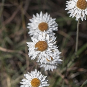 Leucochrysum albicans subsp. tricolor at Latham, ACT - 24 Oct 2024