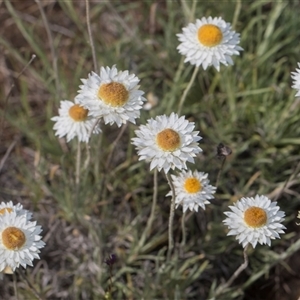 Leucochrysum albicans subsp. tricolor at Latham, ACT - 24 Oct 2024