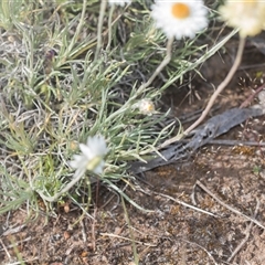 Leucochrysum albicans subsp. tricolor at Latham, ACT - 24 Oct 2024