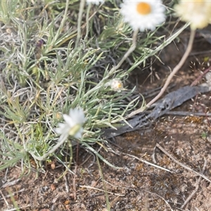 Leucochrysum albicans subsp. tricolor at Latham, ACT - 24 Oct 2024