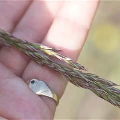 Lolium arundinaceum (Tall Fescue) at Latham, ACT - 24 Oct 2024 by AlisonMilton