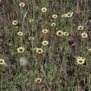 Tolpis barbata at Latham, ACT - 24 Oct 2024