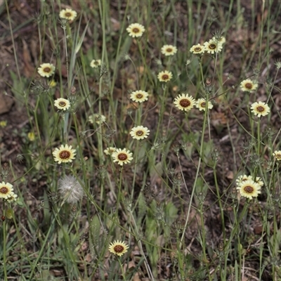 Tolpis barbata (Yellow Hawkweed) at Latham, ACT - 23 Oct 2024 by AlisonMilton