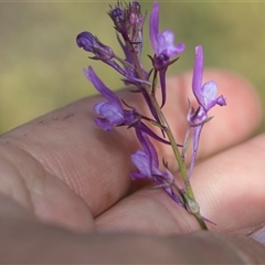 Linaria pelisseriana (Pelisser's Toadflax) at Latham, ACT - 24 Oct 2024 by AlisonMilton