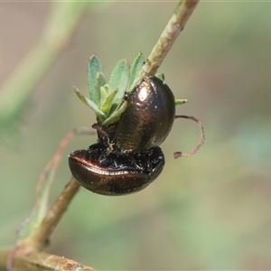 Chrysolina quadrigemina at Macgregor, ACT - 24 Oct 2024