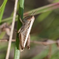 Praxibulus sp. (genus) (A grasshopper) at Cook, ACT - 24 Oct 2024 by amiessmacro