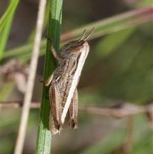 Praxibulus sp. (genus) at Cook, ACT - 24 Oct 2024