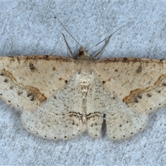 Taxeotis stereospila (Taxeotis stereospila) at Rosedale, NSW - 22 Oct 2024 by jb2602