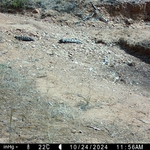 Tiliqua rugosa at Fentons Creek, VIC by KL