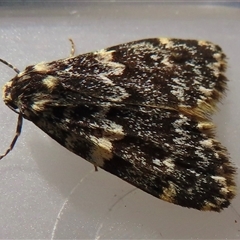 Halone (genus) (A Tiger moth) at Narrabundah, ACT - 24 Oct 2024 by RobParnell