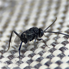 Acanthinevania sp. (genus) (Hatchet wasp) at Greenleigh, NSW - 24 Oct 2024 by Hejor1