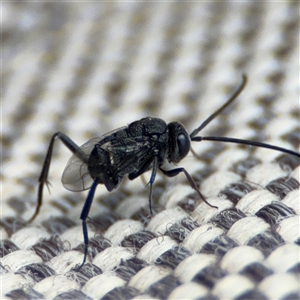 Acanthinevania sp. (genus) at Greenleigh, NSW - 24 Oct 2024