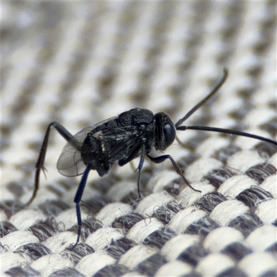 Acanthinevania sp. (genus) (Hatchet wasp) at Greenleigh, NSW - 24 Oct 2024 by Hejor1