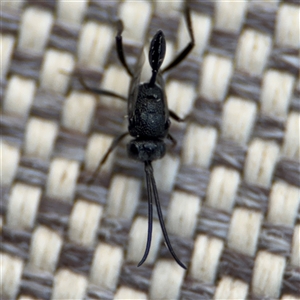 Acanthinevania sp. (genus) at Greenleigh, NSW - 24 Oct 2024